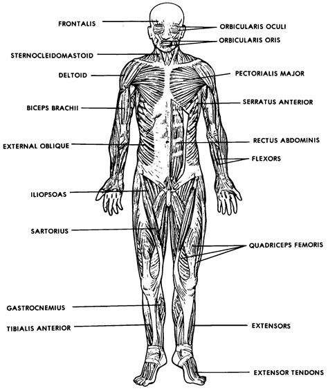 simple human muscles diagram learn  muscles  quizzes