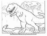 Rex Mewarnai Dinosaurus Gambarmewarnai sketch template