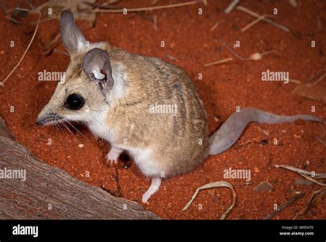 fat tailed dunnart  res stock photography  images alamy