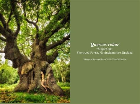 intimate encounters with wild oaks international oak society