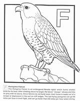 Falcon Peregrine Prairie Falcons Designlooter sketch template