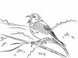 Thrush Coloring Pages Dusky Bird Wood sketch template