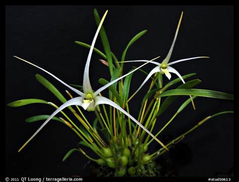 picturephoto diplocaulobium tentaculata  species orchid