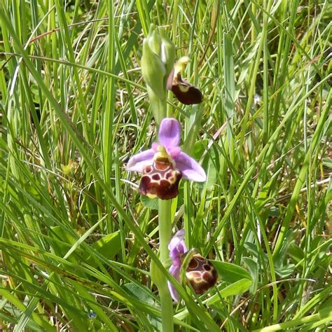 ophrys bourdon ophrys fuciflora