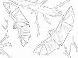 Bats Bat Scribblefun sketch template