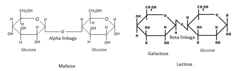 What Is The Difference Between Alpha Glycosidic Linkage