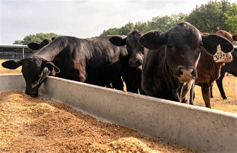 national beef wire shrinking cattle herd  equal high calf beef