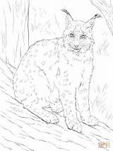 Coloring Lynx Pages Eurasian Color Printable Drawing Cat Dot Taiga Realistic Arctic Animals Categories sketch template