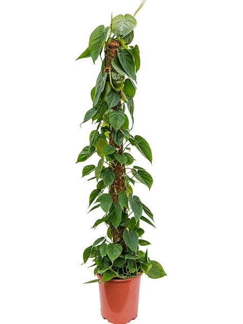 philodendron scandens  moss pole  kvety victor