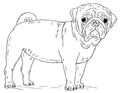 cute pug coloring page  printable coloring pages