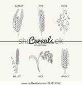 Millet Drawing Barley Rye Wheat Vector Oats Rice Cereals Six Set Stock Contour Vintage Style Illustration Shutterstock Search Illustrations sketch template