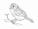 Coloring Pages Sparrow Animals Chameleon Puppy Girl sketch template