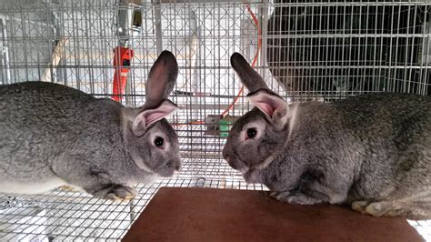 american chinchilla rabbits pedigreedpurebred creature classifieds