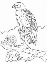 Pages Coloring Falcons Falcon Birds Printable sketch template