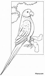 Parrot Bird Pitara sketch template
