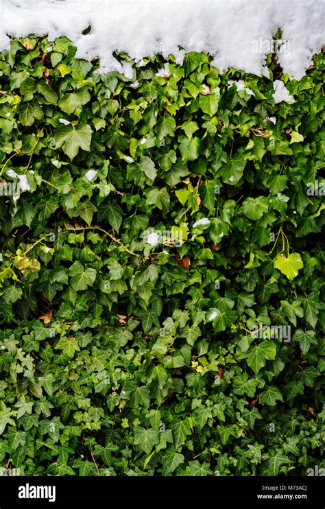 ivy snow  res stock photography  images alamy