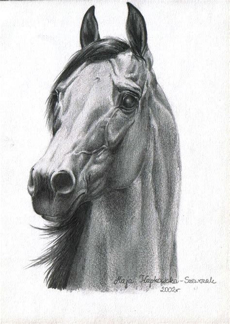 pencil arabian horse horse drawings horse painting horses