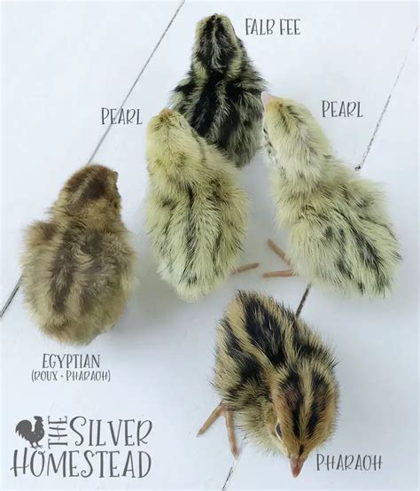 quail color chart