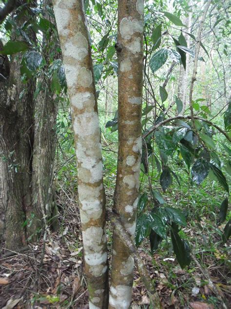 neolitsea dealbatawhite bolly gum paten park native nursery