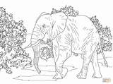 Coloring Elephant African Pages Animals Savanna Realistic Forest Indian Walking Drawing Printable Supercoloring Color Colouring Animal Desert Plants Print Rainforest sketch template