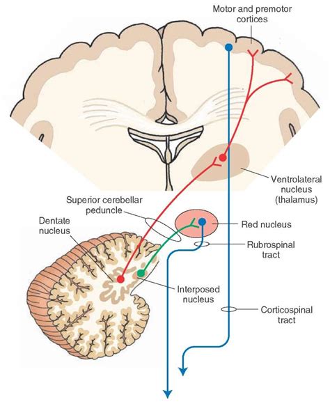 cerebellum motor systems part