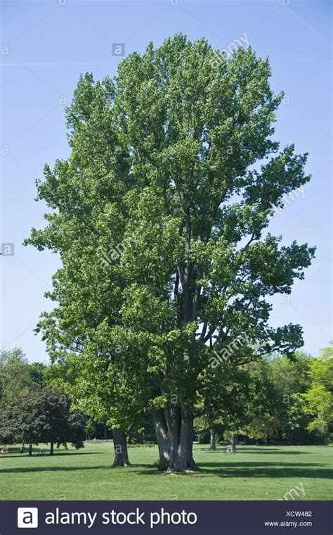 black poplar tree stock  black poplar tree stock images alamy