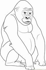 Gorilla Coloring Silverback Pages Mountain Color Printable Kids Coloringpages101 Gorillas Getdrawings Print sketch template