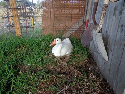 the african and chinese goose thread page 57 backyard chickens