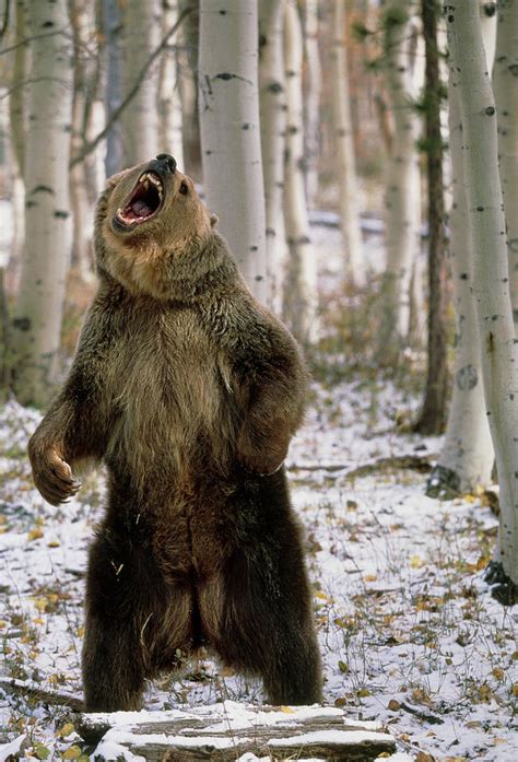 pin  tyler valdez  ink bear  grizzly bear animals wild