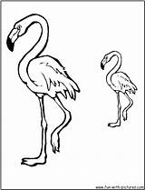Coloring Pages Flamingo Bird Phoenix Pink Getdrawings Cartoon Color Drawing Getcolorings sketch template