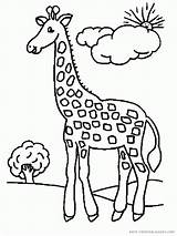 Giraffes Coloring Color Kolorowanka Zyrafa Comments Library Clipart sketch template