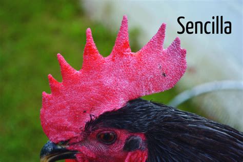 tipos de crestas de gallinas  rasgo genetico de las aves
