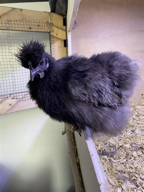 blue hen silkie rbackyardchickens