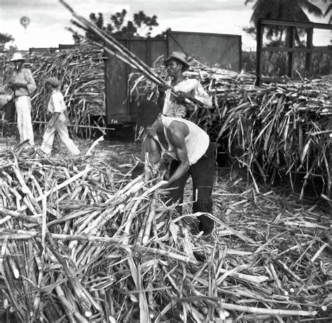 puerto rico sugar cane photograph by granger