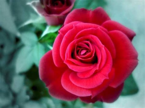 Pin De Tota En Floreciendo Rosas Rosas Rojas Y Flores Rosadas