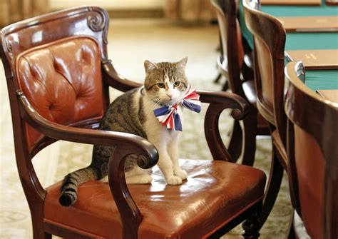 meet larry  cat chief mouser   downing street air mail