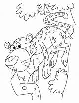 Coloring Cheetah Pages Baby Cute Colouring Scares Too Girls Kids Print Comments sketch template