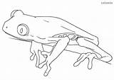 Treefrog sketch template