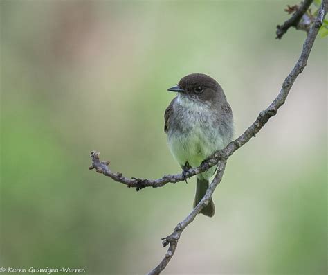 grey bird  wisconsin   identify  north american bird whatbird community