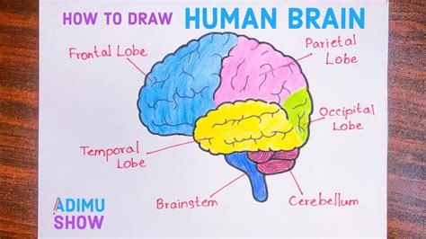 simple brain drawing
