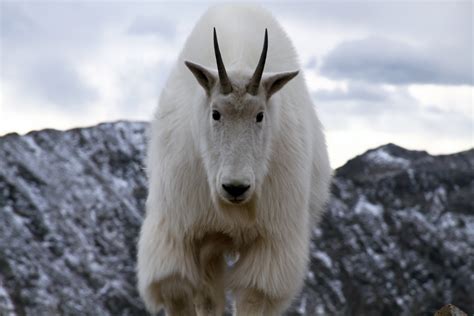 images   magnificent mountain goat  pinterest