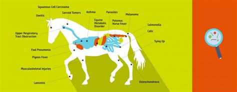 horse health studies