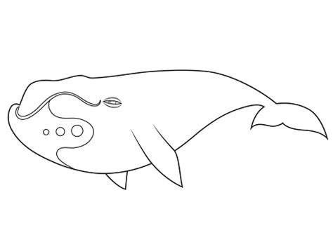bowhead whale coloring book stock illustration  image