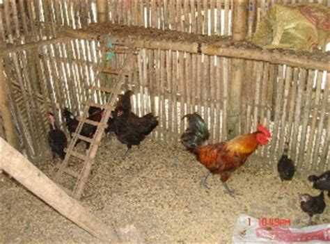 enhancing  potentials   philippine native chicken  science technology