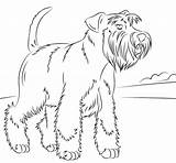 Schnauzer Coloring Miniature Printable Dogs Pages Dog Mini Drawing Schnauzers Colouring Animal Outline sketch template