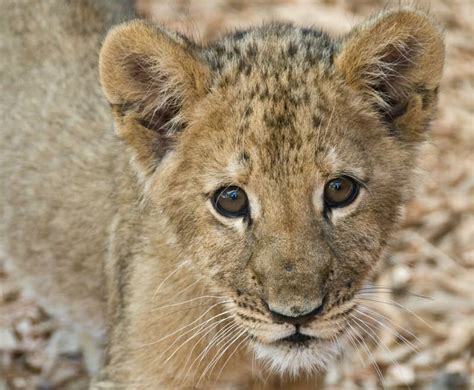 lion cubs  ultimate lion cub fact guide