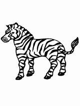 Zebra Cartoon Coloring Pages Printable Colouring Color Kids Print Getcolorings sketch template