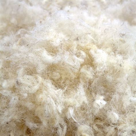 raw wool stock image image  softness sheep filament