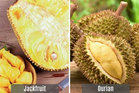 jackfruit  durian differences recipes izzycooking