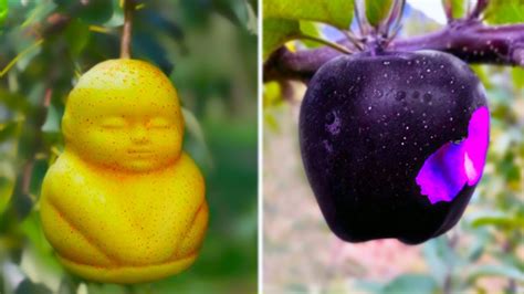 amazing rare fruits   world  adorable baby